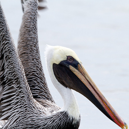Brown Pelican (Pelecanus occidentalis)