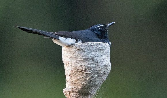 Willie (or willy) wagtail (Rhipidura leucophrys)