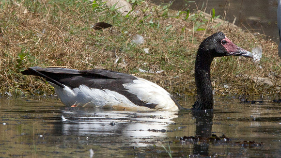 Magpie goose (Anseranas semipalmata)