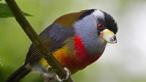Toucan Barbet (Semnornis ramphastinus)