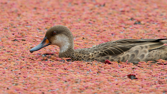 White-cheeked Pintail (Anas bahamensis) Female