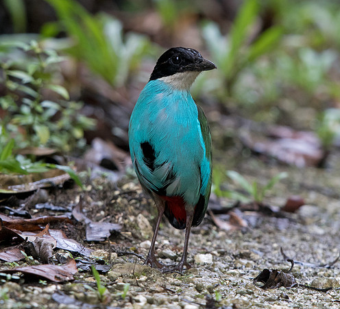 Azure-breasted pitta (Pitta steerii)