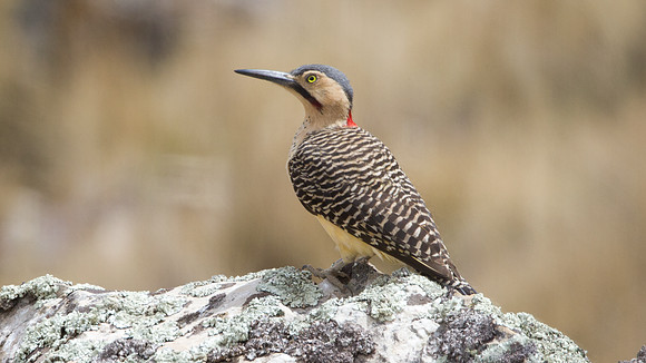 Andean Flicker (Colaptes rupicola)
