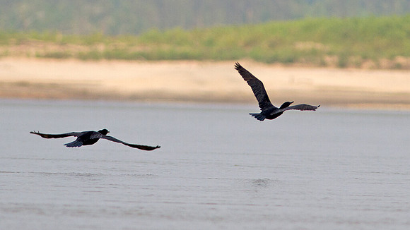 Neotropic Cormorant (Phalacrocorax brasilianus)