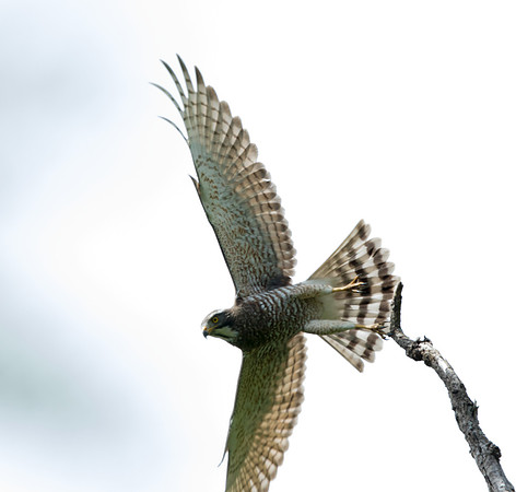 Grey-faced buzzard (Butastur indicus)