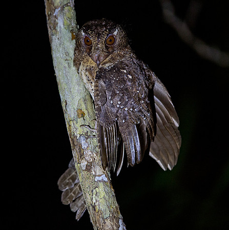 Moluccan owlet-nightjar (Aegotheles crinifrons)