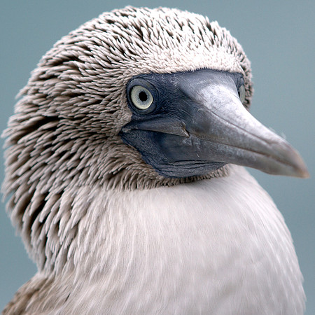 Blue-footed Booby (Sula nebouxii)