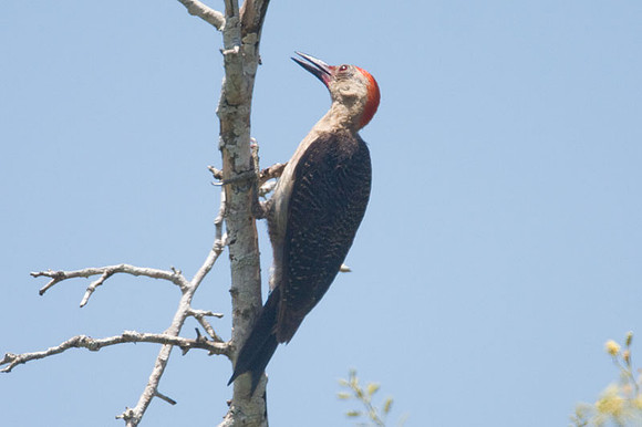 Golden-fronted Woodpecker (Melanerpes aurifrons) male