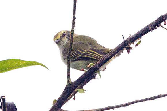 Golden-faced Tyrannulet (Zimmerius chrysops)