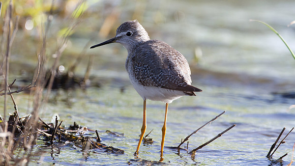 Lesser Yellowlegs (Tringa flavipe)