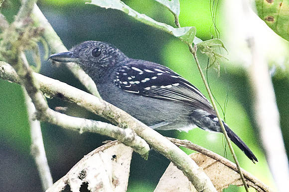 Western Slaty-Antshrike (Thamnophilus atrinucha)