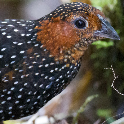 Ocellated Tapaculo (Acropternis orthonyx)