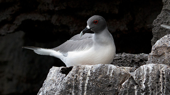 Swallow-tailed Gull (Creagrus furcatus)