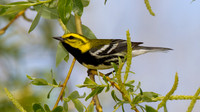 Black-throated Green Warbler (Dendroica virens)