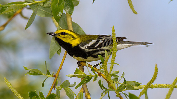 Black-throated Green Warbler (Dendroica virens)