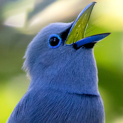 Blue paradise flycatcher (Terpsiphone cyanescens) Male