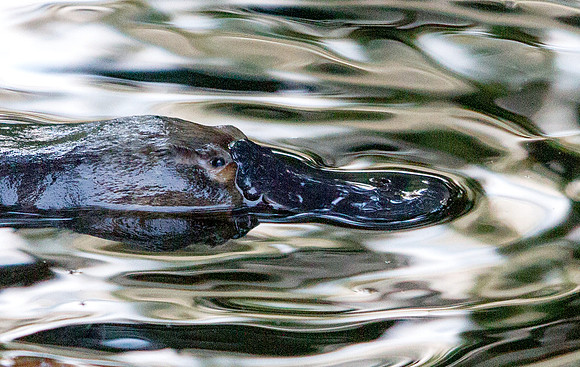 IMG_9016-crop