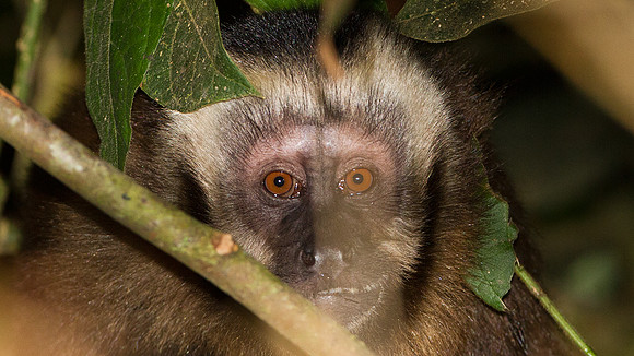 Brown Capuchin (Cebus apella)