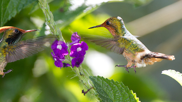 Rufous-Crested Coquette (Lophornis delattrei)