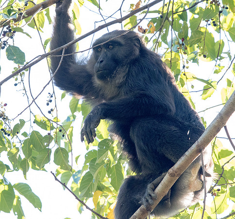 Moor macaque (Macaca maura)