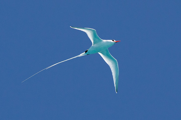 Red-billed Tropicbird (Phaethon aethereus)