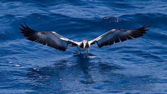 Brown Booby (Sula leucogaster)