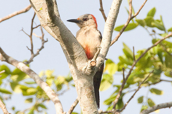 Golden-fronted Woodpecker (Melanerpes aurifrons)