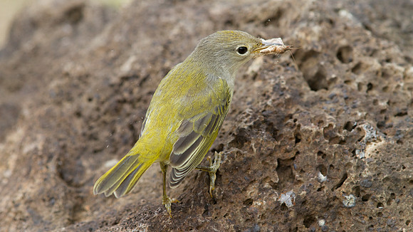 Yellow Warbler (Setophaga petechial)