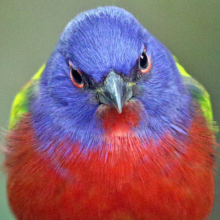 Painted bunting (Passerina ciris) Male