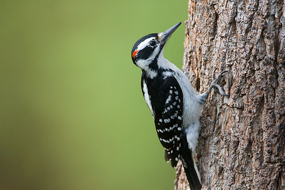 Hairy Woodpecker (Picoides villosus)