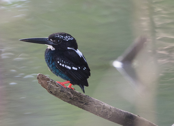 Southern silvery kingfisher (Ceyx argentatus)
