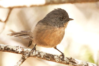 Wrentit (Chamaea fasciata)