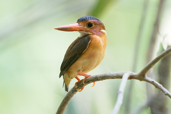 Sulawesi dwarf kingfisher (Ceyx fallax)