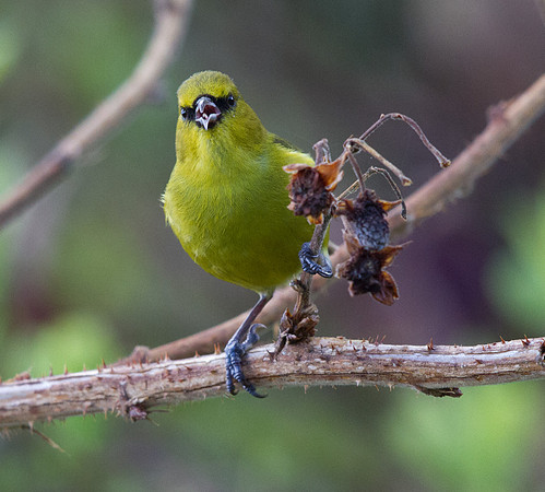 Hawaiʻi ʻAmakihi (Hemignathus virens)