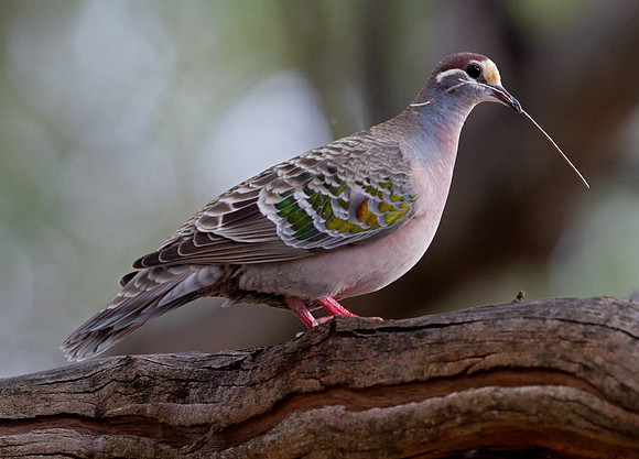 Common bronzewing (Phaps chalcoptera)