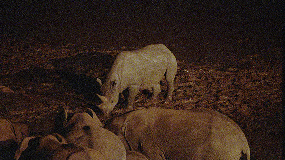 1988 Black Rhinoceros or Hook-lipped Rhinoceros img922
