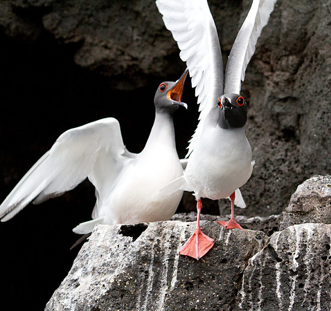 Swallow-tailed Gull (Creagrus furcatus)