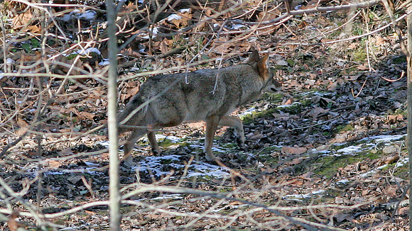 Coyote (Canis latrans)