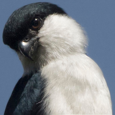 Philippine falconet (Microhierax erythrogenys)