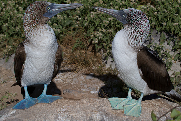 Blue-footed Booby (Sula nebouxii)