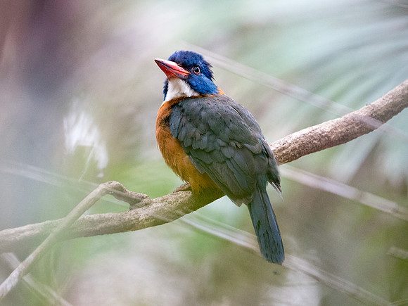 Green-backed kingfisher (Actenoides monachus) Male