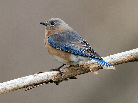 Eastern bluebird (Sialia sialis) Female