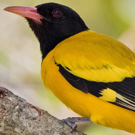 Black-hooded oriole (Oriolus xanthornus) Male