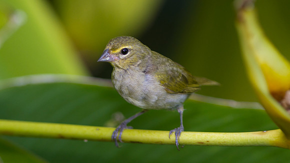 Yellow-faced Grassquit (Tiaris olivaceus) female
