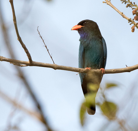 Dollarbird (Eurystomus orientalis)