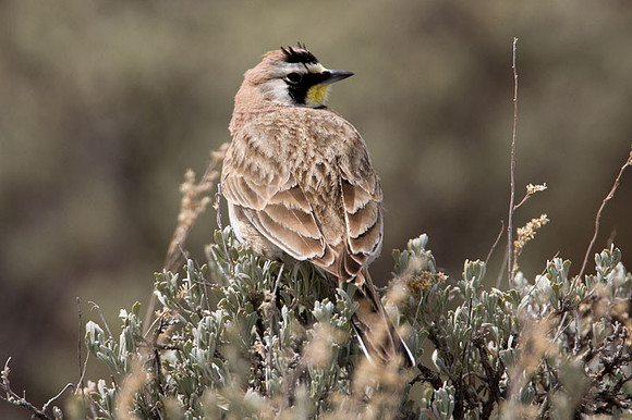 Horned Lark (Eremophila alpestris) also known as Shore Lark