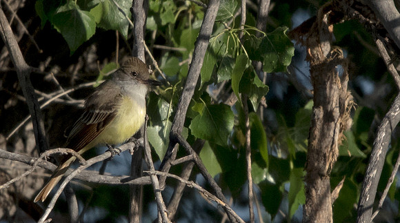 Ash-throated flycatcher (Myiarchus cinerascens)