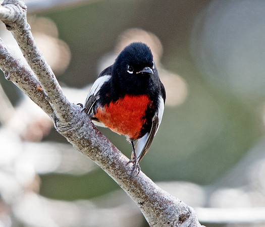 Painted whitestart (Myioborus pictus)