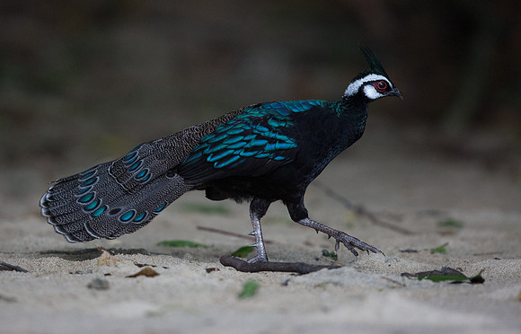 Palawan peacock-pheasant (Polyplectron napoleonis) Male