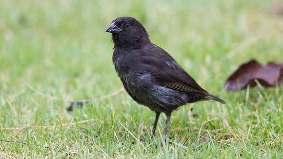 Small Ground Finch (Geospiza fuliginosa)